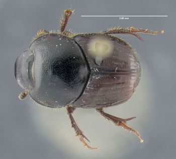 Media type: image;   Entomology 611419 Aspect: habitus dorsal view